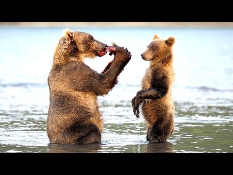 Видео: 50 Unique Animal Frames