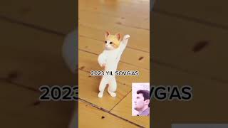 кошка танцует