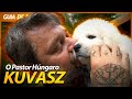 KUVASZ, O PASTOR HUNGARO PROTETOR DE OVELHAS! | RICHARD RASMUSSEN