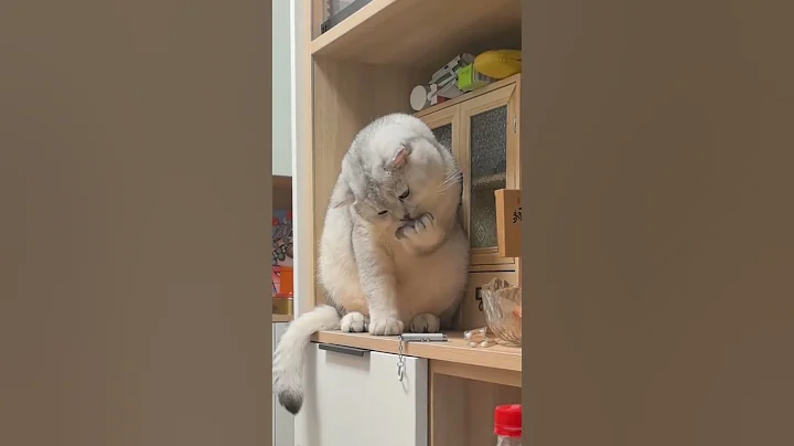 Watch the video about Cuteness Overload