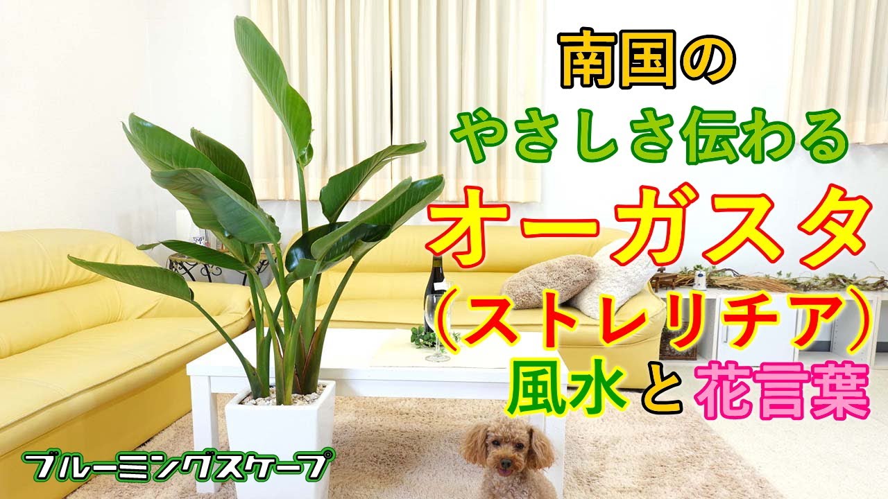 南国のやさしさ伝わるオーガスタ ストレリチア の風水と花言葉 観葉植物 Strelitzia Nicolai Augusta Youtube