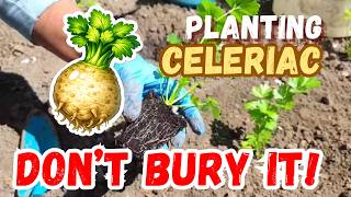 How to Plant Celeriac Seedlings | Celery Root Planting Tips