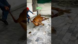 Eid Ul Adha Qurbani 2025 Cow Tiktok Qurbani 2025