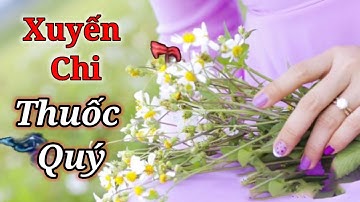 Công dụng và cách dùng cây Xuyến chi - Xuyến chi chữa bệnh gì tốt nhất.