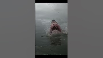 Avg Sea Creature