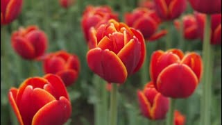 【 4K 】🇨🇦 Abbotsford Tulip Festival 2023 | One of the largest display in Canada