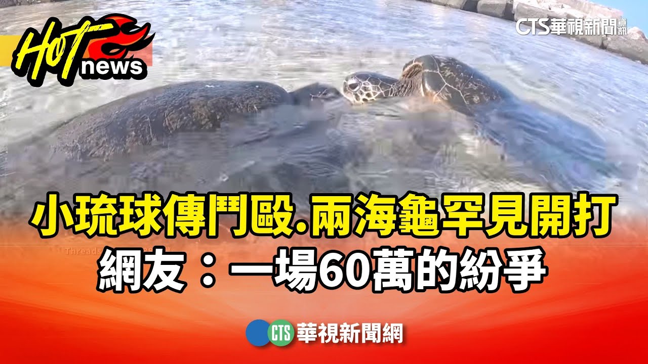 小琉球傳鬥毆兩海龜罕見開打網友：一場60萬的紛爭- 華視新聞網