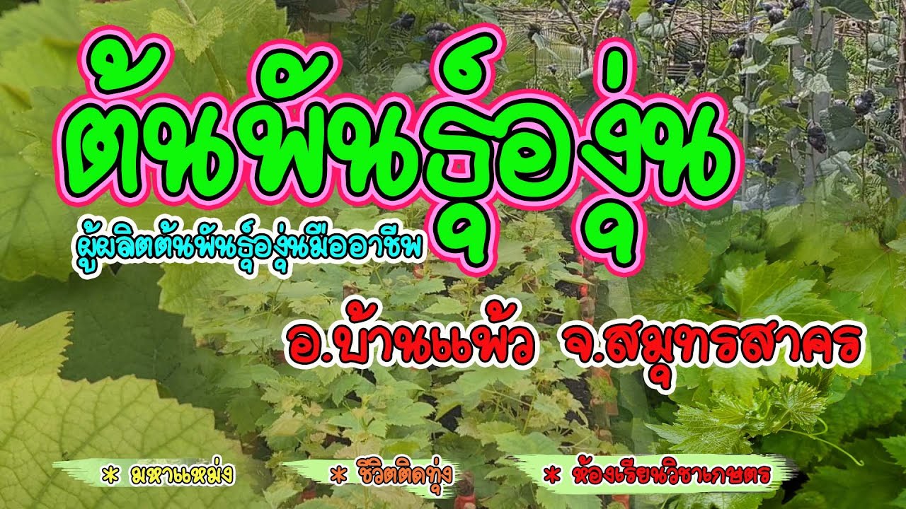 ต้นพันธุ์องุ่น กับ ผู้ผลิตกิ่งพันธุ์องุ่นบ้านแพ้ว