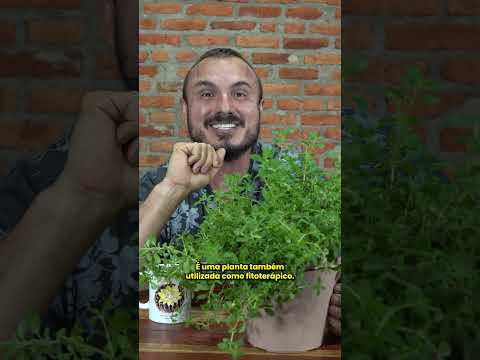 Vídeo: O que é orégano ornamental: aprenda a cultivar orégano ornamental