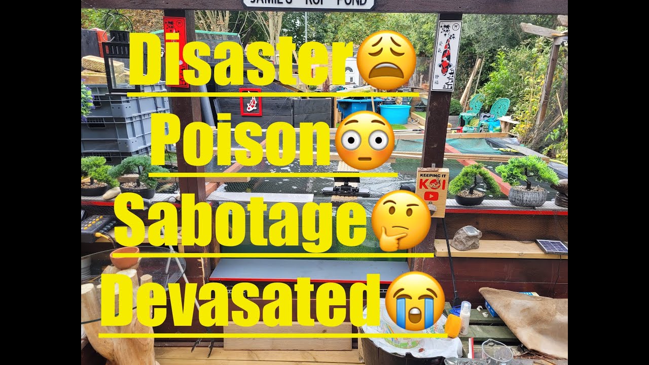 Disaster! 😩 Poison? 😳 Sabotage? 🤔 Devastated Have my Koi been Poisoned???
