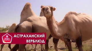 Астраханский верблюд. Наша марка