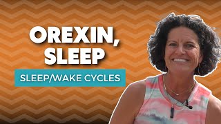 The Orexin Hormone | What Does Orexin Do In Sleep?