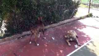 Two Apbt Playing Around