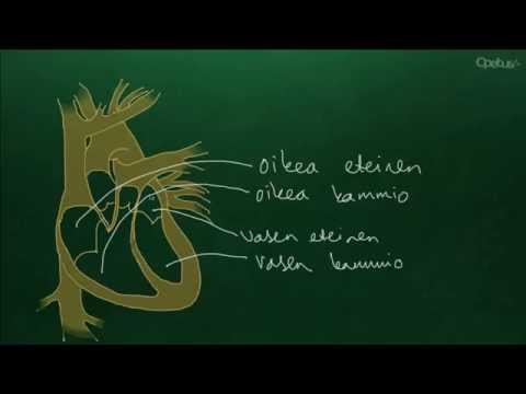 Video: Oikean Munasarjasuonen Anatomia, Toiminta Ja Kaavio - Vartalokartat