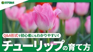 咲き終わったチューリップ 翌年も咲かせるにはどうすればいい 球根の保存はできる