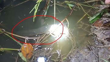 Cấm câu cá lóc mùa nước nổi cá lóc nấu canh chua bông điên điển || miền Tây #499