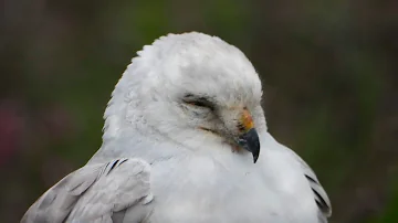 Где и как спит Степной Лунь / How Pallid harrier sleeps