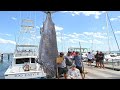 Amazing Fastest Giant Black Marlin Fishing Skill - Amazing Biggest Swordfish Catching on The Sea