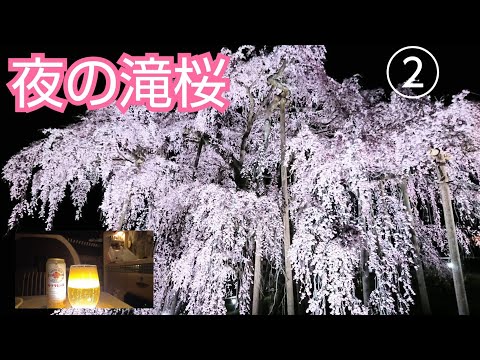 【キャンピングカーマッシュ旅】福島県三春町滝桜の夜桜🌸②