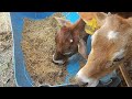 Como elaborar Molido o Concentrado artesanal para ganado bovino