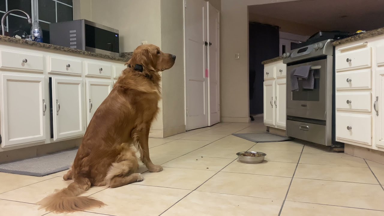 Golden Retriever Training | Beckett | Marina Del Rey, CA