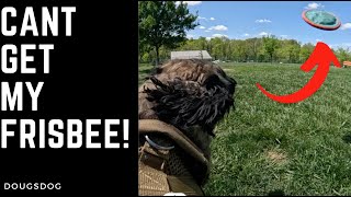 The world's greatest dog at Frisbee? Shadow at the Park