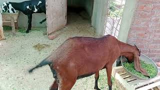 جانوروں کے لیے دیسی ٹوٹکے بہتر یا ادویات home tips better then medicines for animals