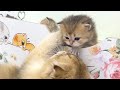 Daddy cat teaches the kittens how to get out of the house
