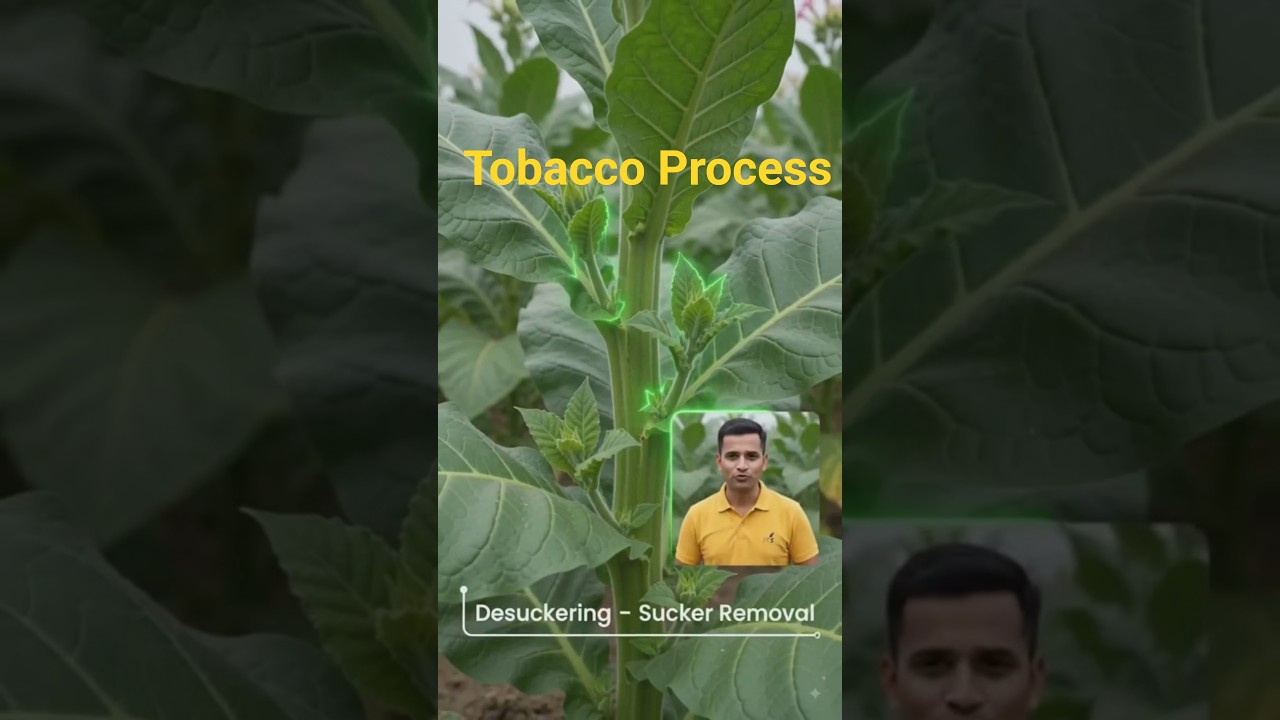 desuckering in tobacco Zembaleaf Dont Let These Grow on