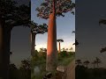 Are Baobab Trees Real? Life in Madagascar🌳🦓