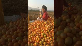 New Whatsapp Status Video Kisan Kheti