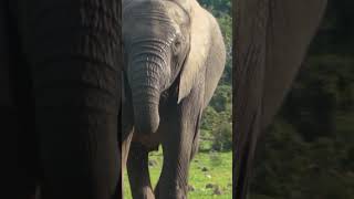 Dato curioso elefante - Exploration 21 #shorts #datoscuriosos #exploration21#elefante #nature