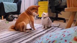 Issue 18 Shiba Inu Dog Defends Against Cat Attack Self-Defense Against Sneaky Cats