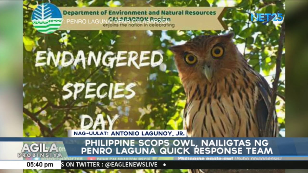 Philippine Scops Owl, nailigtas ng PENRO Laguna Quik Response Team