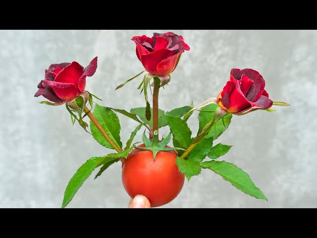 How to propagation new Rose flower color from Red Rose flower bud