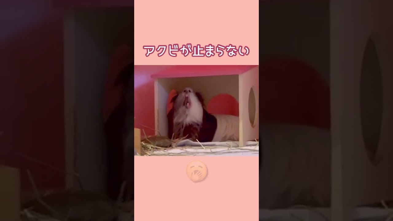 3連発 アクビが止まらないモルモット Guinea Pig That Can T Stop Yawning Youtube 3連発 アクビが止まらないモルモット Guinea Pig That Can T Stop Yawning Youtube