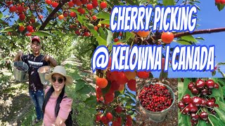 ARNDT Orchards U-pick Cherries @ Okanagan Valley | CANADA