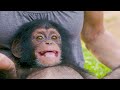 Poppy The Baby Chimp Has A Huge Smile | BBC Earth