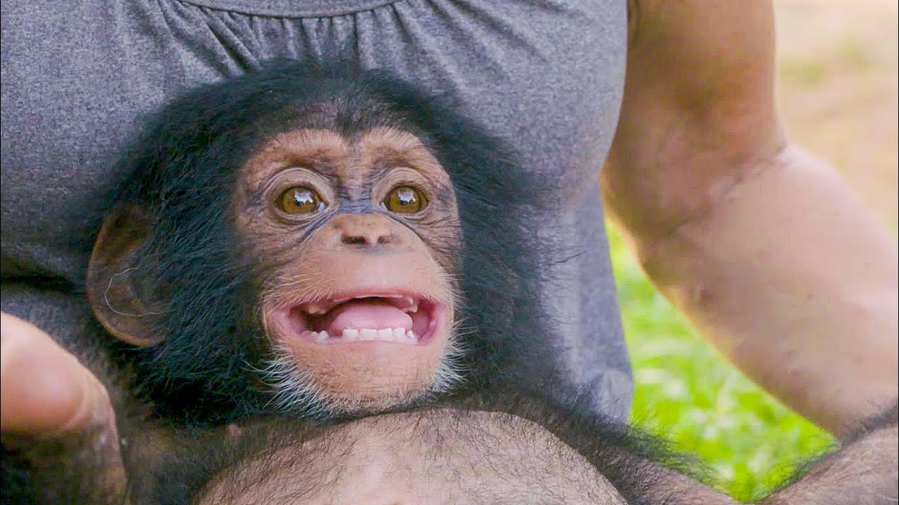 ⁣Poppy The Baby Chimp Has A Huge Smile | BBC Earth