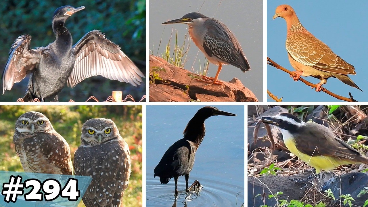 Passarinhada no Parque do Sabiá em Uberlândia MG - 294