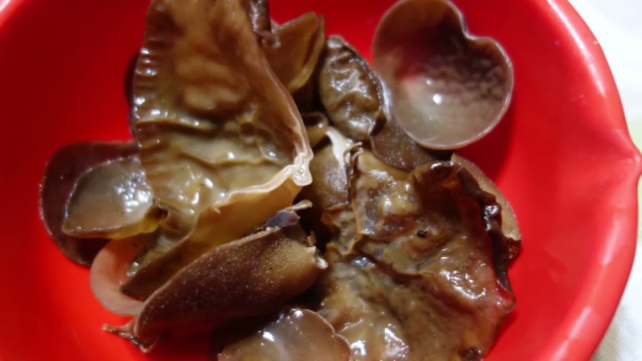 畑で遊ぼう　その３９０　キクラゲを採ったよ