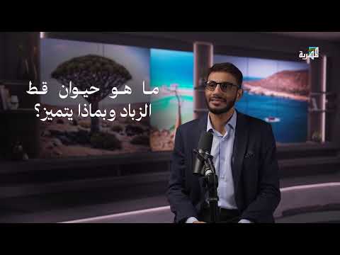 قط الزباد يفرز مادة غالية الثمن تدخل في صناعة العطور