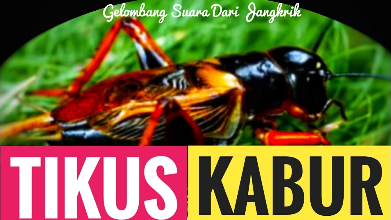 Sukses Cara Mengusir Tikus Dirumah Dengan Suara  Jangkrik  