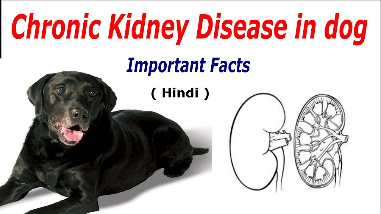 Kidney Disease In Dog Important Facts Youtube