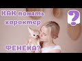 Лисичкин характер. Кому подойдет фенек?