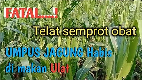 Telat semprot obat umpus jagung habis di makan ulat