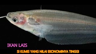 MENGENAL IKAN LAIS, SI KUMIS TAPI BUKAN LELE