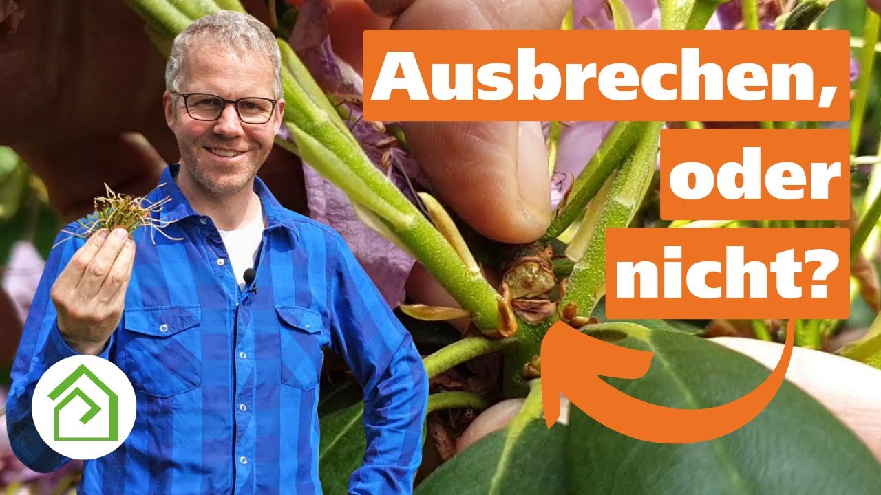Rhododendron: Blten ausbrechen oder nicht