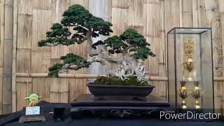 Pamnas Bonsai Kelas Bintang Dan Utama Alamku Guruku 2 Kota Wisata Batu
