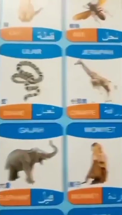 gw baru tau ternyata begitu suara jerapah 🗿